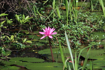 Nelumbo nucifera, also known as sacred lotus, Laxmi lotus, Indian lotus, or simply lotus, is one of two extant species of aquatic plant in the family Nelumbonaceae. 