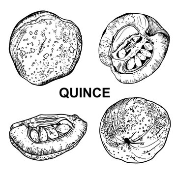 Vector graphic image of quince in whole and in section in black