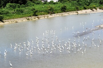 白鷺、シラサギ、鷺、アオサギ、青鷺、滋賀県、姉川、河川敷、大群、夏空、白い鳥、鳥の群れ