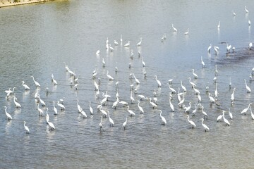 白鷺、シラサギ、鷺、アオサギ、青鷺、滋賀県、姉川、河川敷、大群、夏空、白い鳥、鳥の群れ