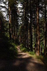 Obraz premium the forest path that goes through hafod estate near devils bridge