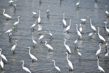 白鷺、シラサギ、鷺、アオサギ、青鷺、滋賀県、姉川、河川敷、大群、夏空、白い鳥、鳥の群れ