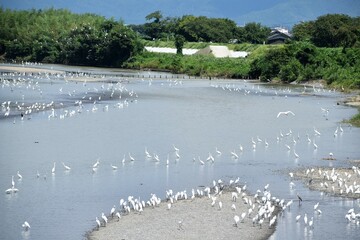 白鷺、シラサギ、鷺、アオサギ、青鷺、滋賀県、姉川、河川敷、大群、夏空、白い鳥、鳥の群れ