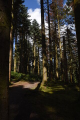 Fototapeta na wymiar the forest path that goes through hafod estate near devils bridge