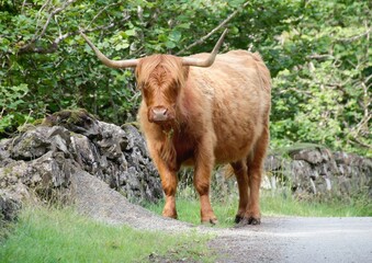 Woolly Cow