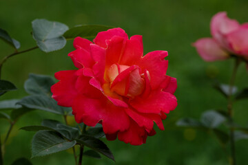  Bright Red rose Decor Arlequin in green background