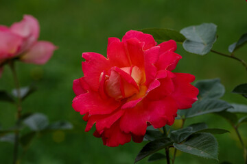 Red rose Decor Arlequin in bloom in green backround