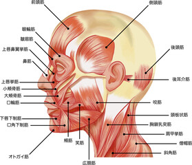 各筋肉の名称が記載されたリアルな表情筋の横顔イラスト　ベクター素材