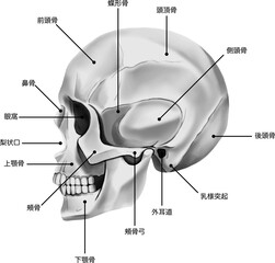 各骨の名称が記載されたリアルな頭蓋骨の横顔　ベクター素材