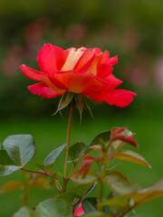  Bright Red rose Decor Arlequin in green background