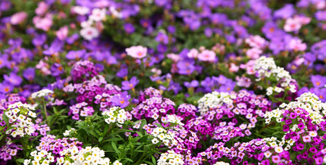 Obraz premium Lobularia maritima white and purple flowering plant of Brassicaceae. Sweet alyssum or sweet alison 