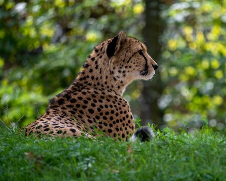 A Cheetah On A Lookout At The Aktiengesellschaft Cologne Zoological Garden In Germany