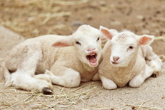 ヒツジ Images Browse 9,195 Stock Photos, Vectors, and Video Adobe Stock