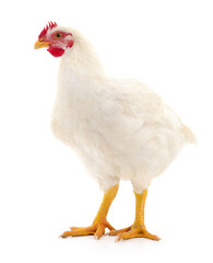 white hen isolated. - 527006745