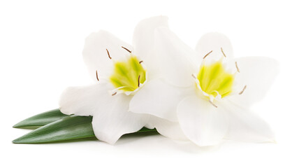 Obraz na płótnie Canvas Two white flowers.