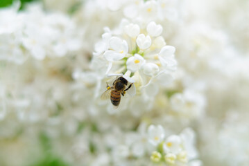 Fototapeta na wymiar Honeybee and white lilac flowers