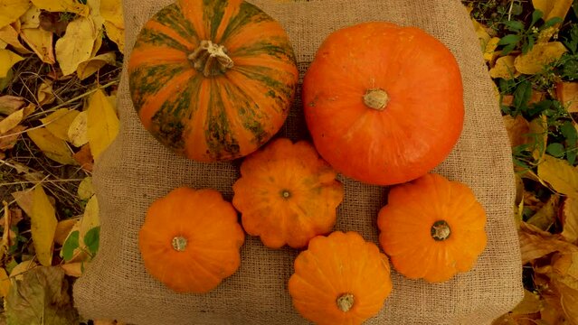 Large and small ripe orange pumpkins lie on burlap in the grass with yellow leaves. Helloween. Harvesting vegetables and pumpkins in autumn