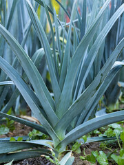 Obraz premium Ripe leek plant (Allium Porrum) growing in garden bed. Fresh plantation of green natural leaves in vegetable farm. Organic farming, healthy food, BIO viands, back to nature.