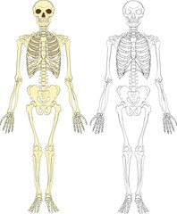 skeleton illustration