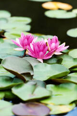 Water lily lotus flower in pond green leaves.	