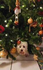 dog in christmas tree
