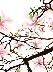  beautiful flower background