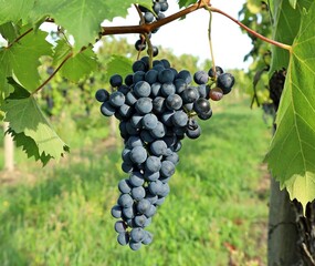 A bunch of Schioppettino , also called Ribolla Nera or Pokalza. It is grown in the region of Friuli, on the  borders between Italy and Slovenia. 