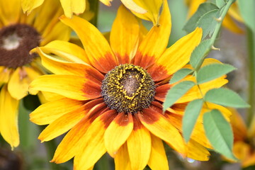 Blühender Gewöhnlicher Sonnenhut (Rudbeckia fulgida)