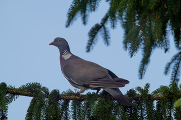 Gołąb , grzywacz. © Dariusz