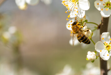 Bee on a flower of the white cherry blossoms. White flowers bloom in the trees. Spring landscape with blooming sakura tree. Beautiful blooming garden on a sunny day. Copy space for text. © Vera
