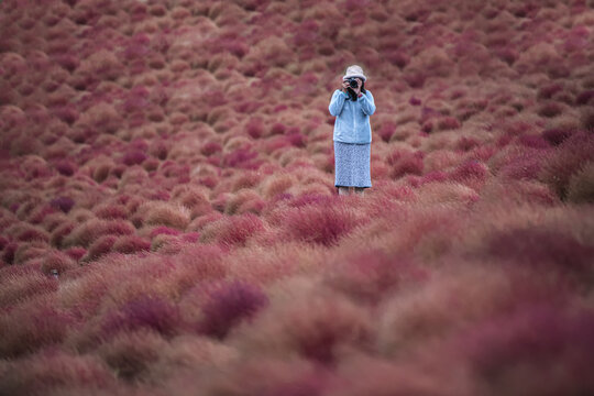 Young woman taking a photo at the Red Kochia Scoparia field in Hitachi Seaside Park, Hitachinaka, Ibaraki, Japan.