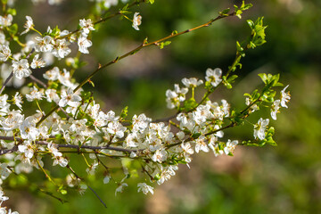 White flowers bloom in the trees. Spring landscape with blooming sakura tree. Beautiful blooming garden on a sunny day. Copy space for text.