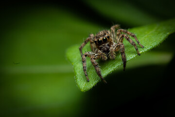 beautiful jumping spider on a yellow flower getting ready to jump