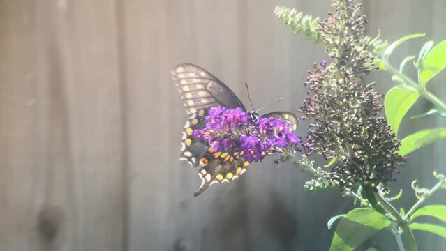 Black swallowtail butterfly on a purple butterfly bush in summer green garden