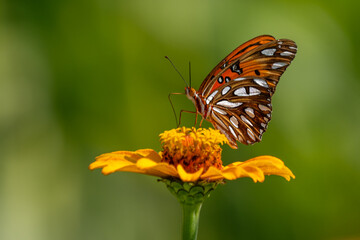 Gulf Fritillary Butterfly on Orange Zinnia