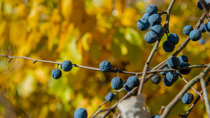 Blue thorn berries on yellow foliage.