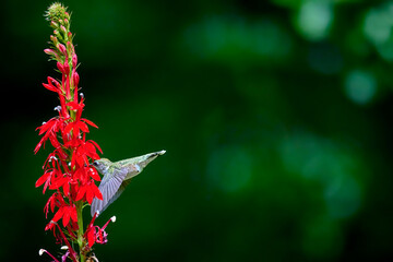 Ruby-throated Hummingbird (rchilochus colubris) in flight feeding on a cardinal flower (Lobelia...