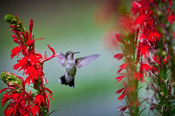 Juvenile male Ruby-throated Hummingbird (rchilochus colubris) feeding on a cardinal flower (Lobelia...