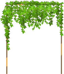 Green vine, creeper or ivy hanging from above or climbing the wall.Decorative column for garden or home.Template on white background.