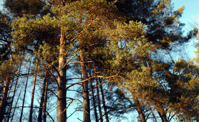 Obraz premium Green Pine trees pine forest blue sky background bottom-up view a close up