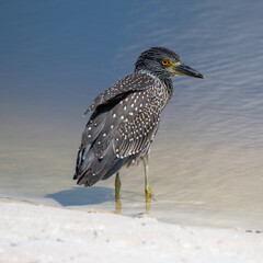 yellow crowned night heron
