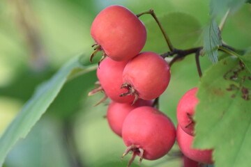 Rote Beeren - Scharlachdorn (Crataegus pedicellata)