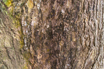 The textured background of old Big tree bark