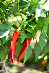 Korean Rural Scenery Red Pepper