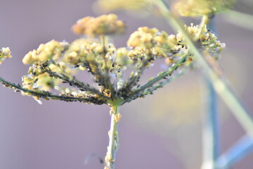 Blattläuse an einem Dunkelblättrigem Fenchel