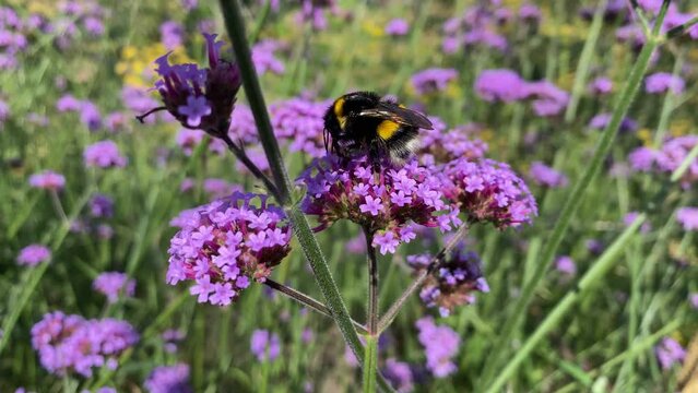 Argentinian vervain Verbena bonariensis. Flowers of Verbena bonariensis and flying bee.