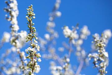 White flowers bloom in the trees. Spring landscape with blooming sakura tree. Beautiful blooming garden on a sunny day. Copy space for text.