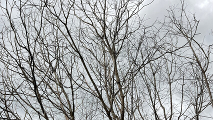 I see a tree without leaves because of autumn