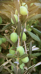 olives on the branch, olive tree