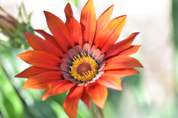  Blühende Gazanie (Gazania)